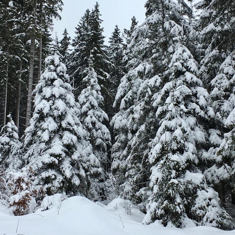 FeWo HarzRomantik Braunlage Bagian luar foto
